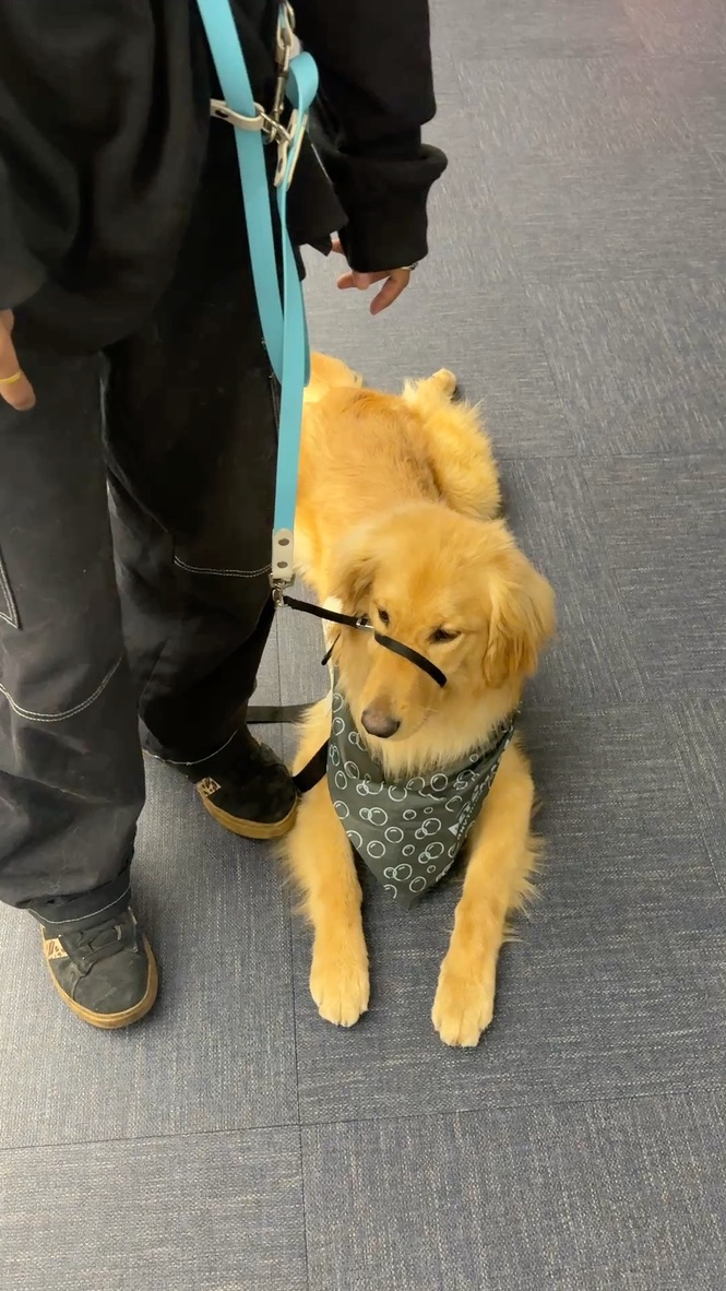Golden retriever practicing obedience in a store environment with handler