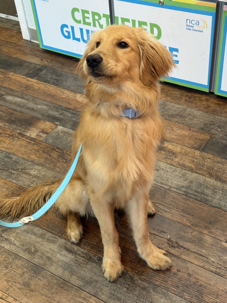 Golden retriever sitting calmly in front of a certified sign during public access