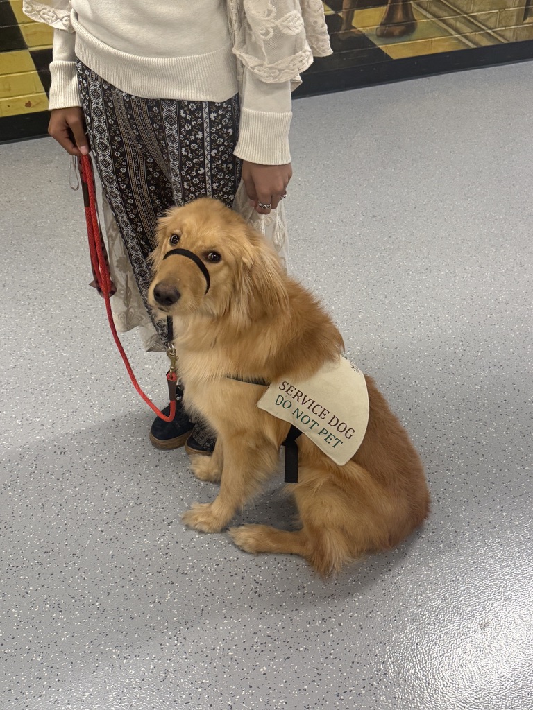 Golden retriever in a Service Dog Do Not Pet vest beside handler