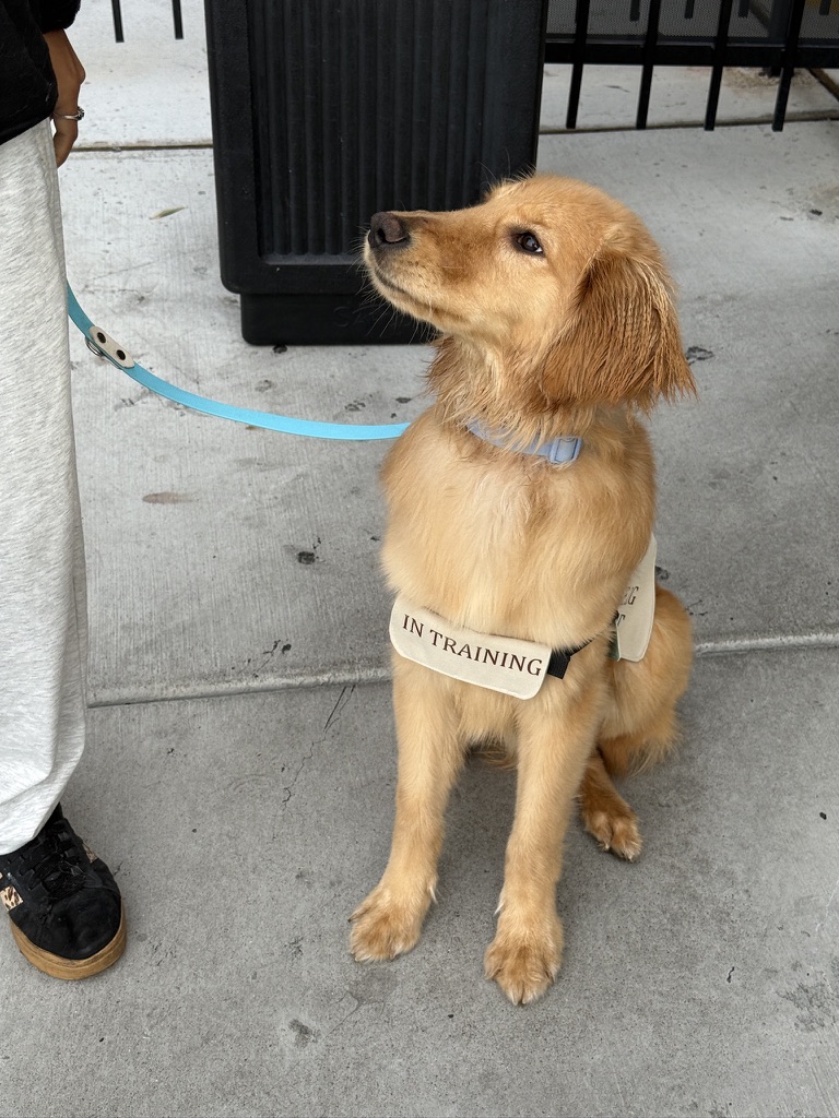 Golden retriever wearing an In Training vest, sitting and looking up at handler
