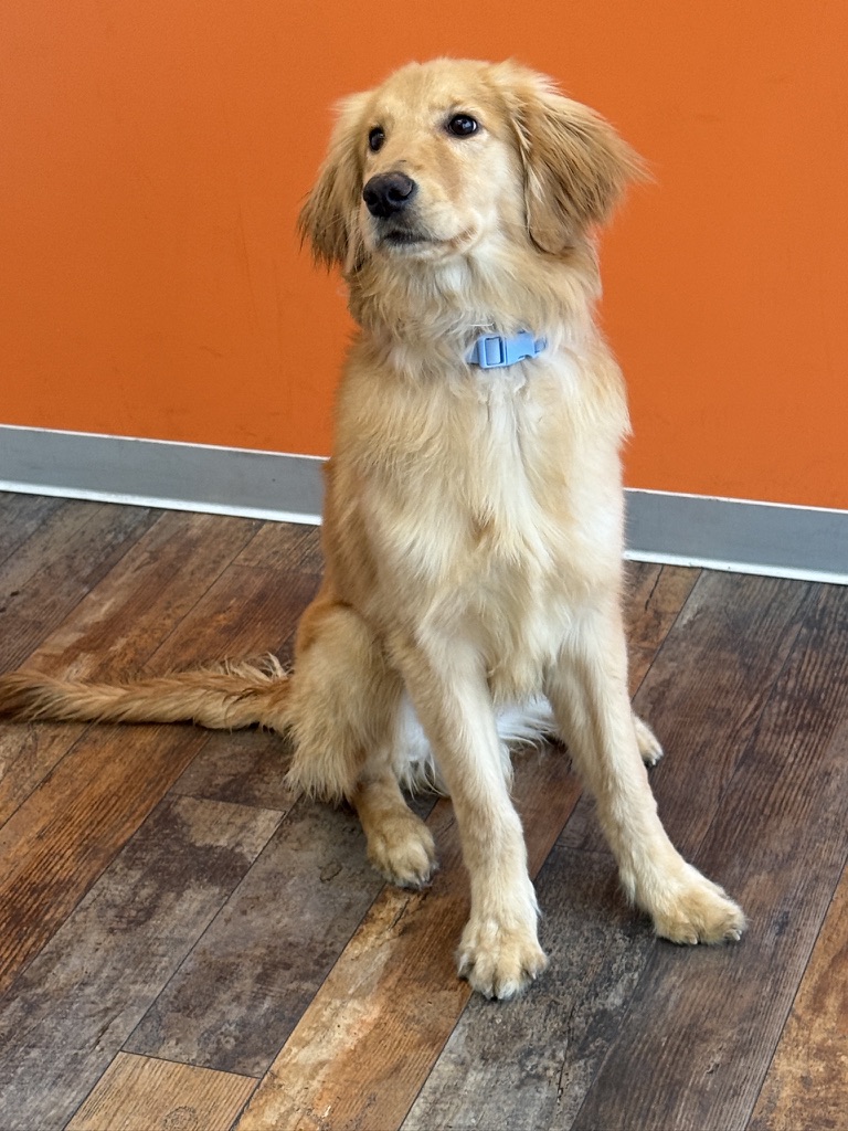 Golden retriever sitting nicely in front of an orange wall