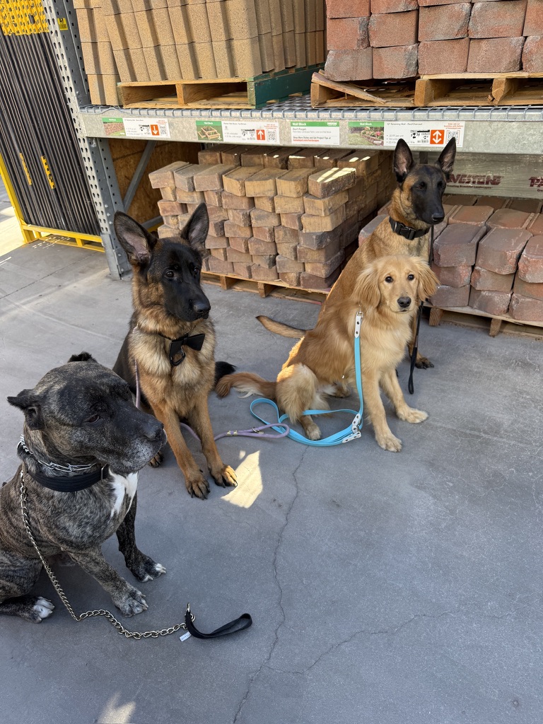 Multiple breeds in a calm group sit during a socialization outing