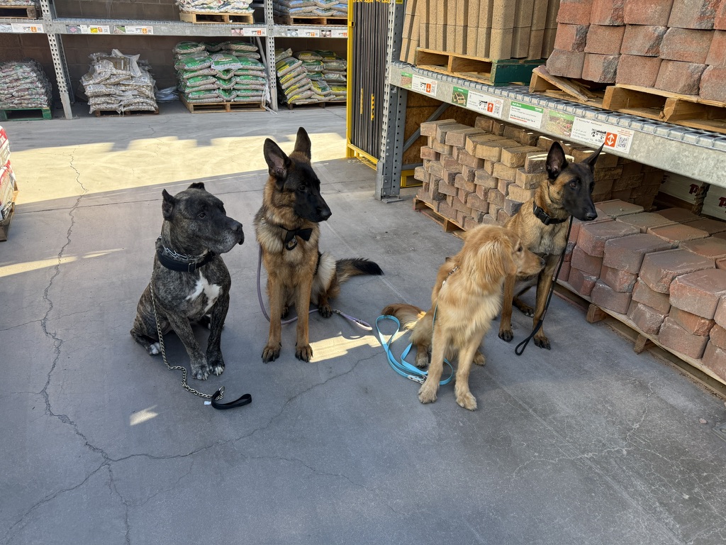 Four dogs of different breeds in a calm group sit at a hardware store during socialization