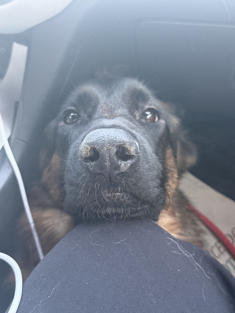 German Shepherd resting chin on handler's lap in the car