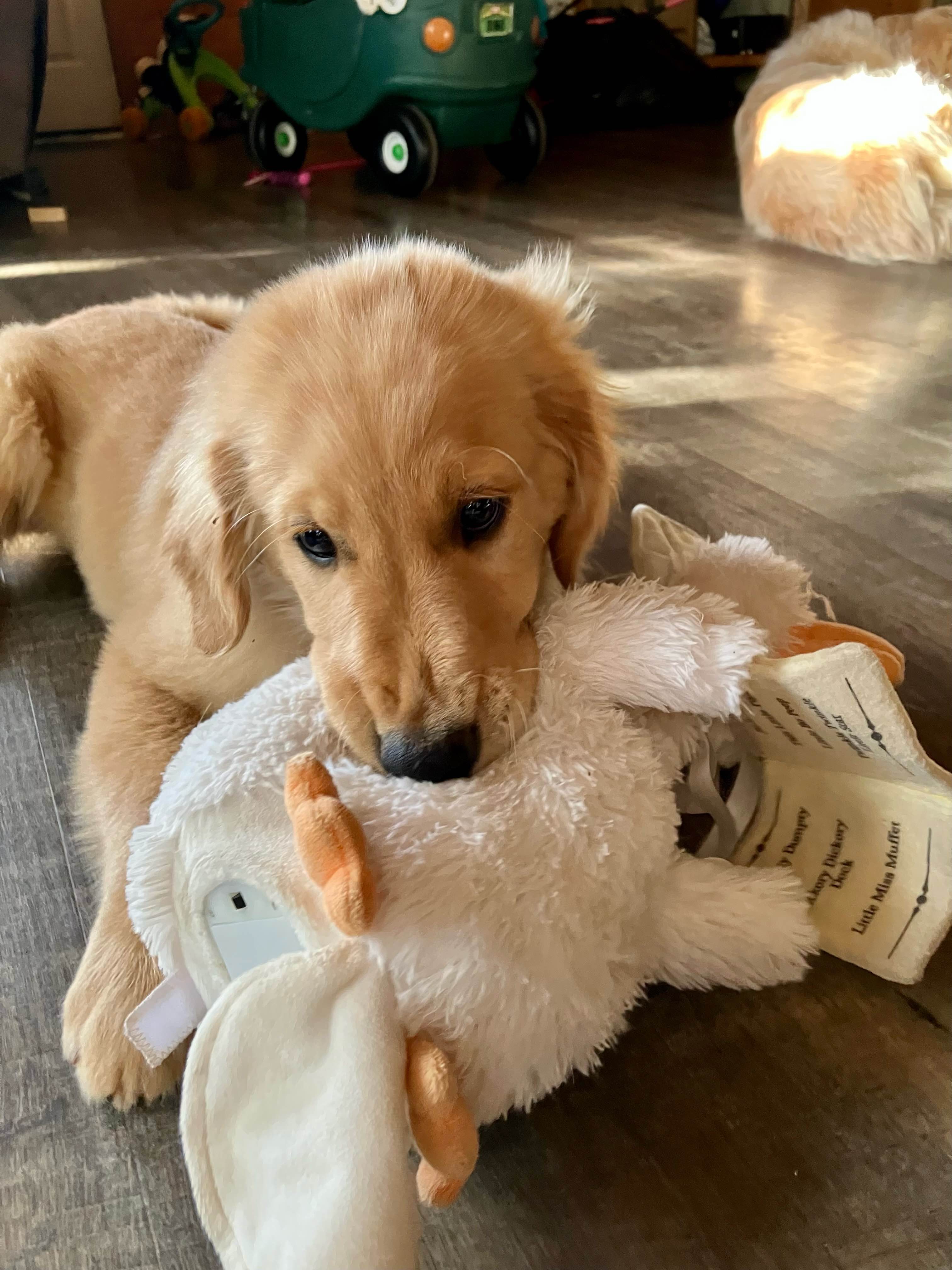 Golden Retriever puppy in early training lying on floor with plush duck toy demonstrating early socialization, play-based learning, and positive reinforcement training methods essential for future service dog development