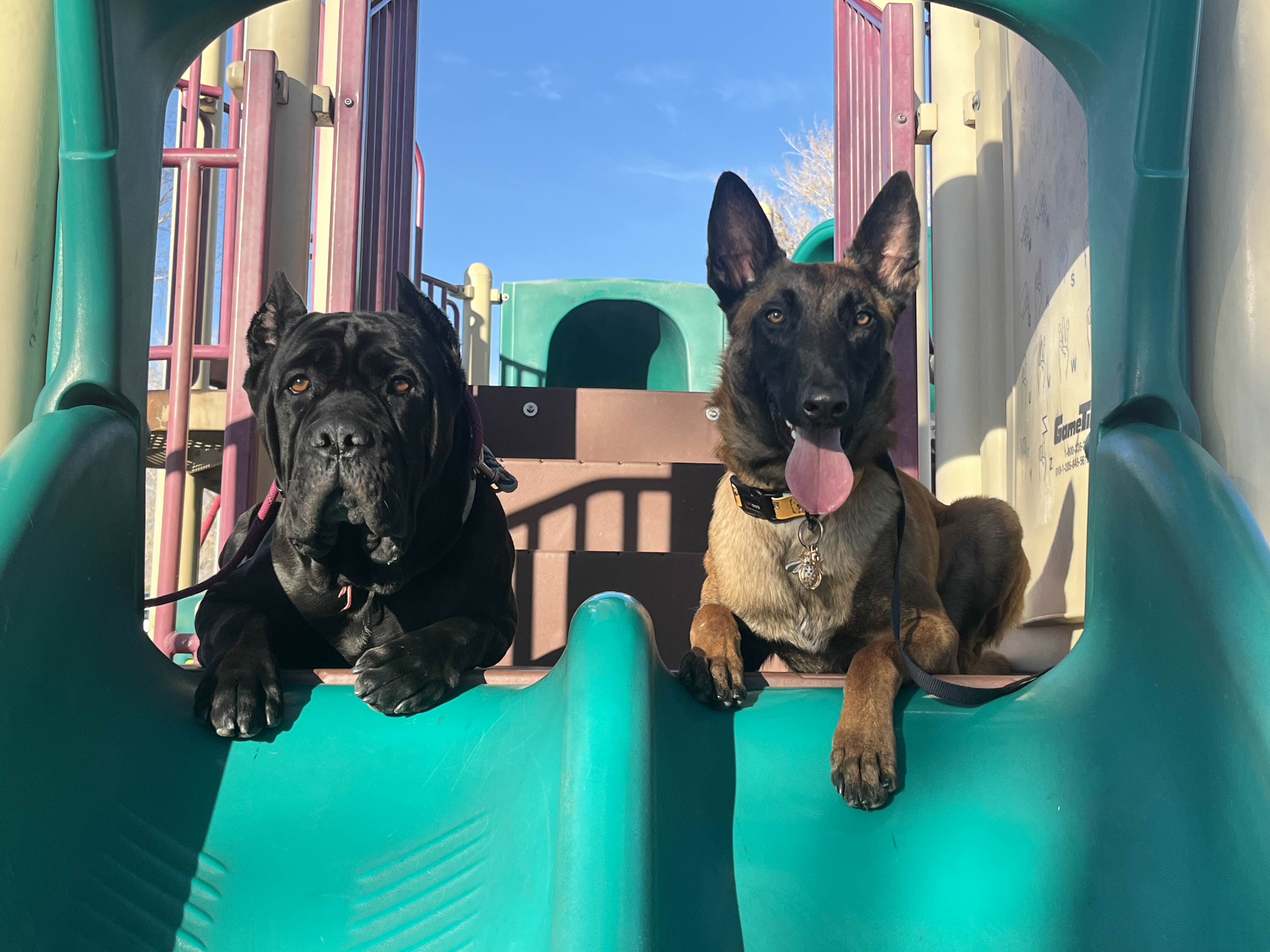 Two service dogs in training, a black dog and German Shepherd, confidently posed on green playground slide equipment demonstrating advanced environmental confidence training, public access preparation, and real-world obstacle navigation skills