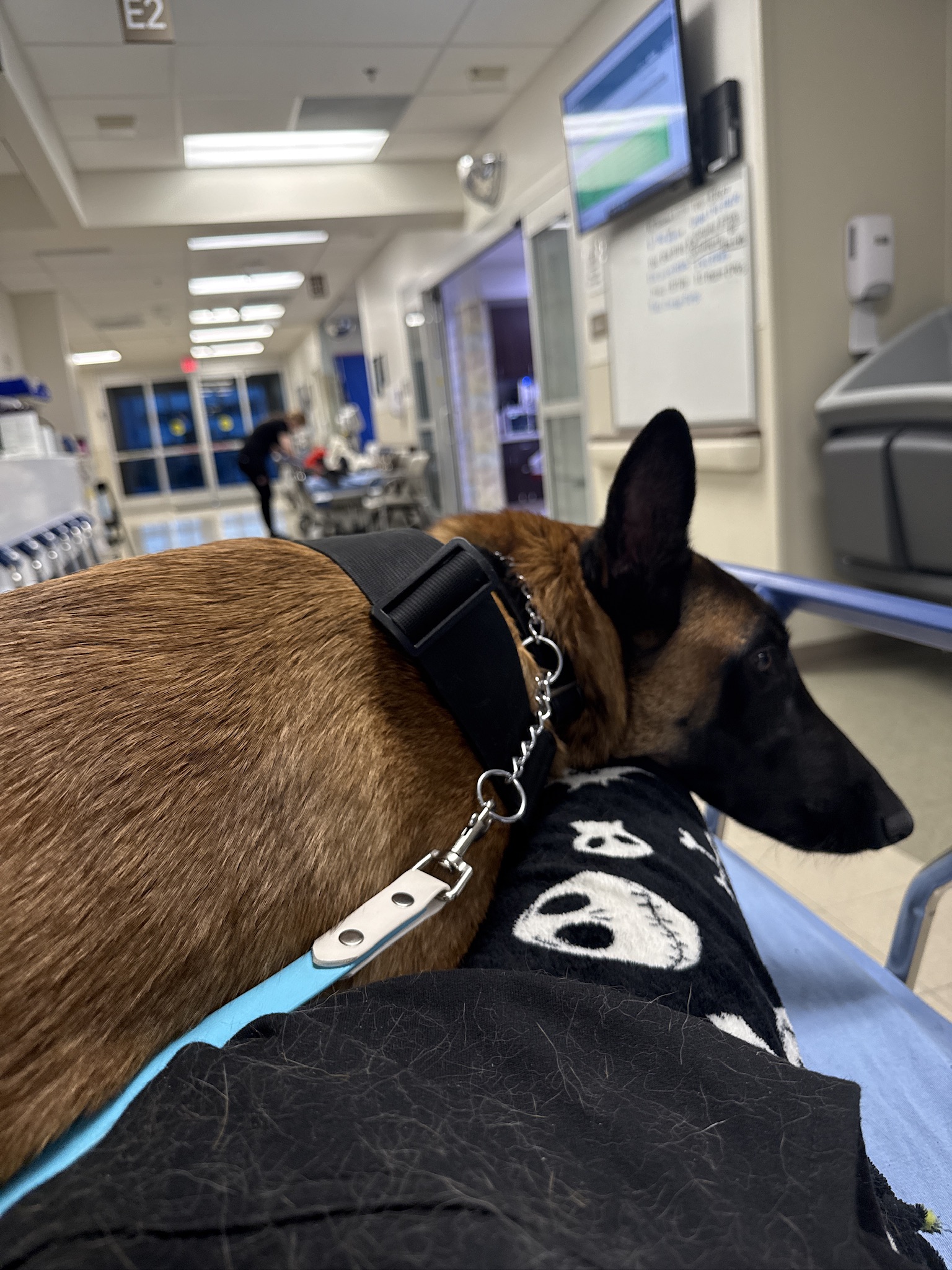 Belgian Malinois service dog resting on handler's hospital bed