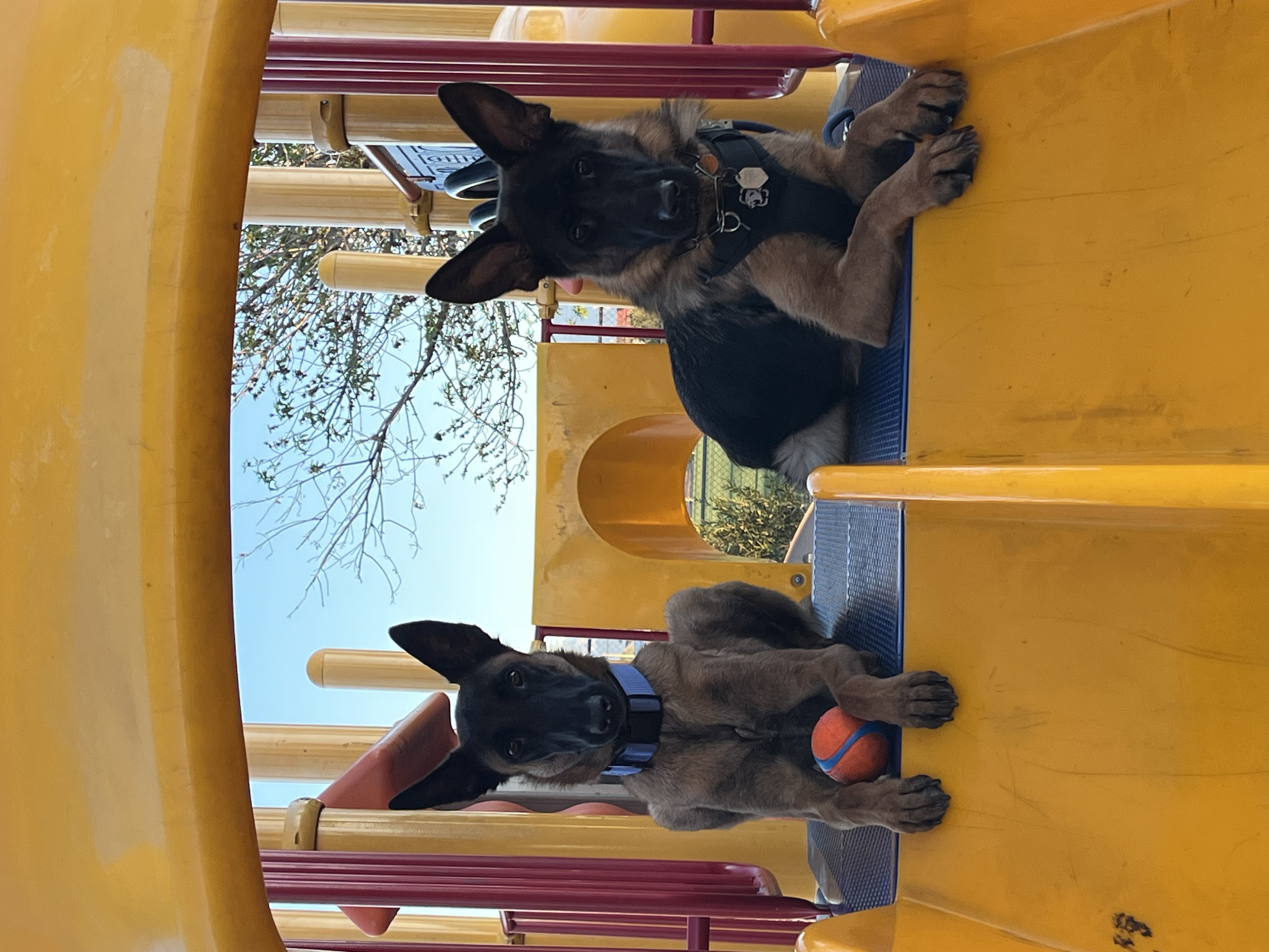 Two service dogs in training demonstrating calm behavior on playground equipment