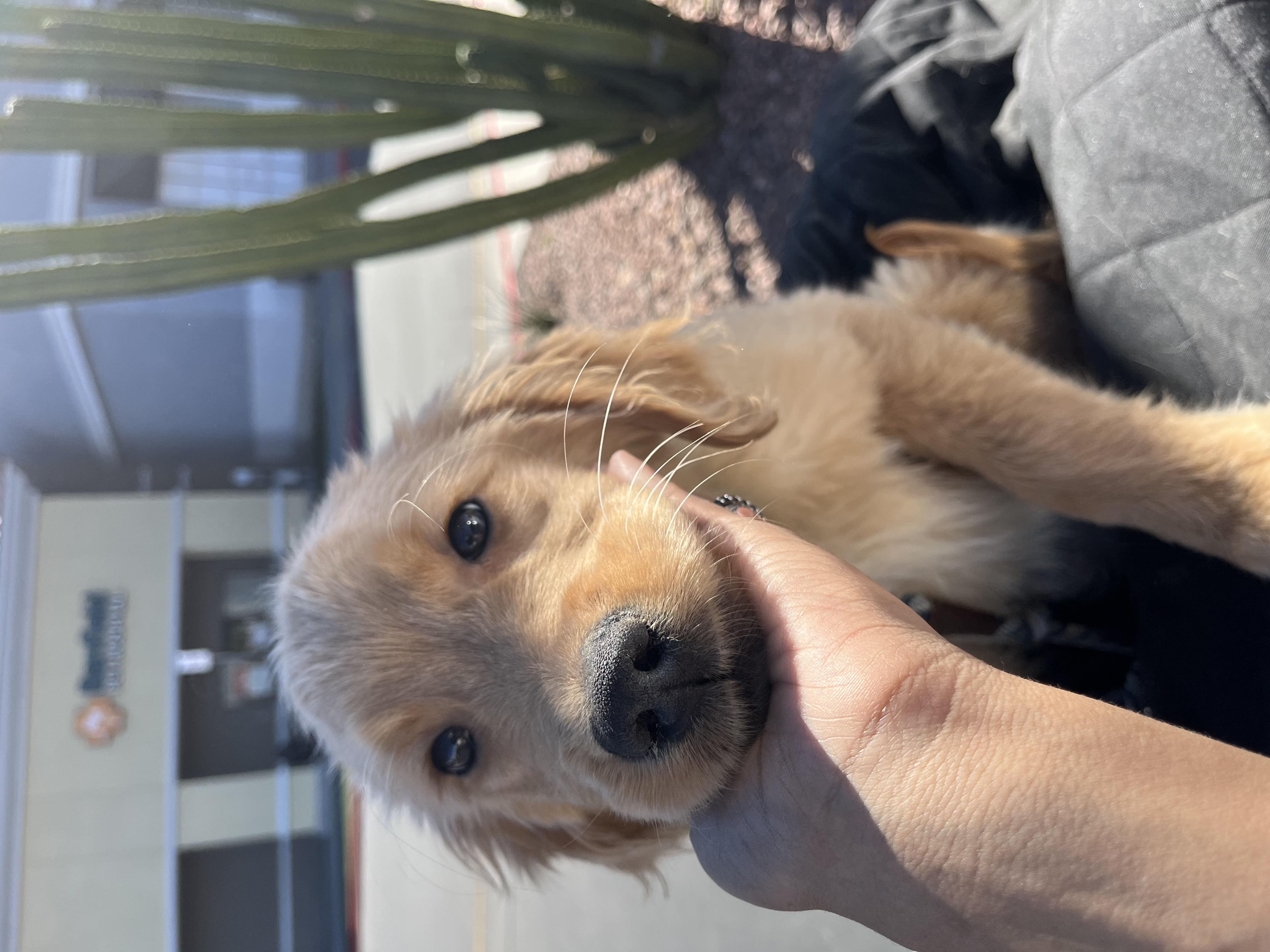 Golden retriever puppy closeup