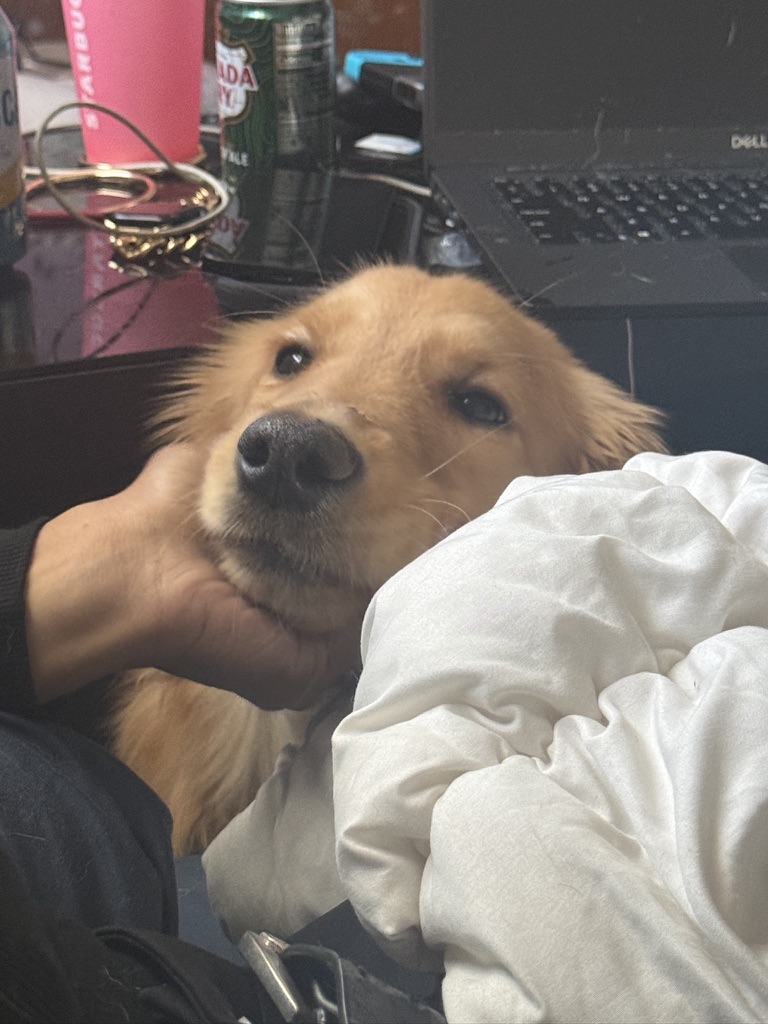 Golden retriever puppy being cuddled by handler at a desk