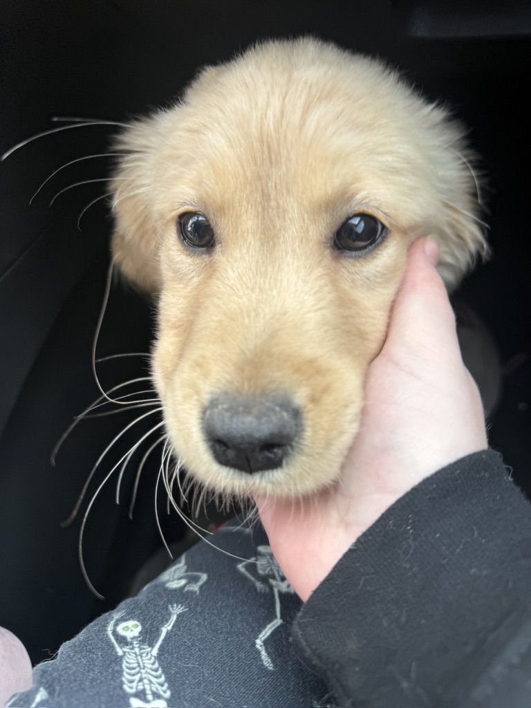 Golden retriever puppy face close-up being held by handler