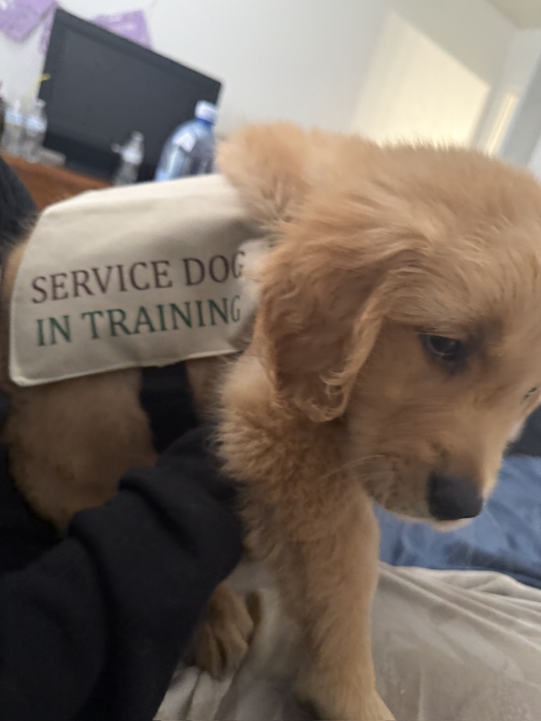 Tiny golden puppy wearing a Service Dog In Training vest