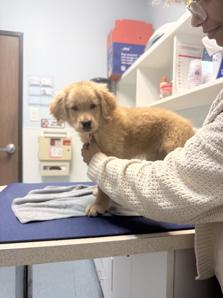 Puppy being evaluated at the vet during the initial health screening