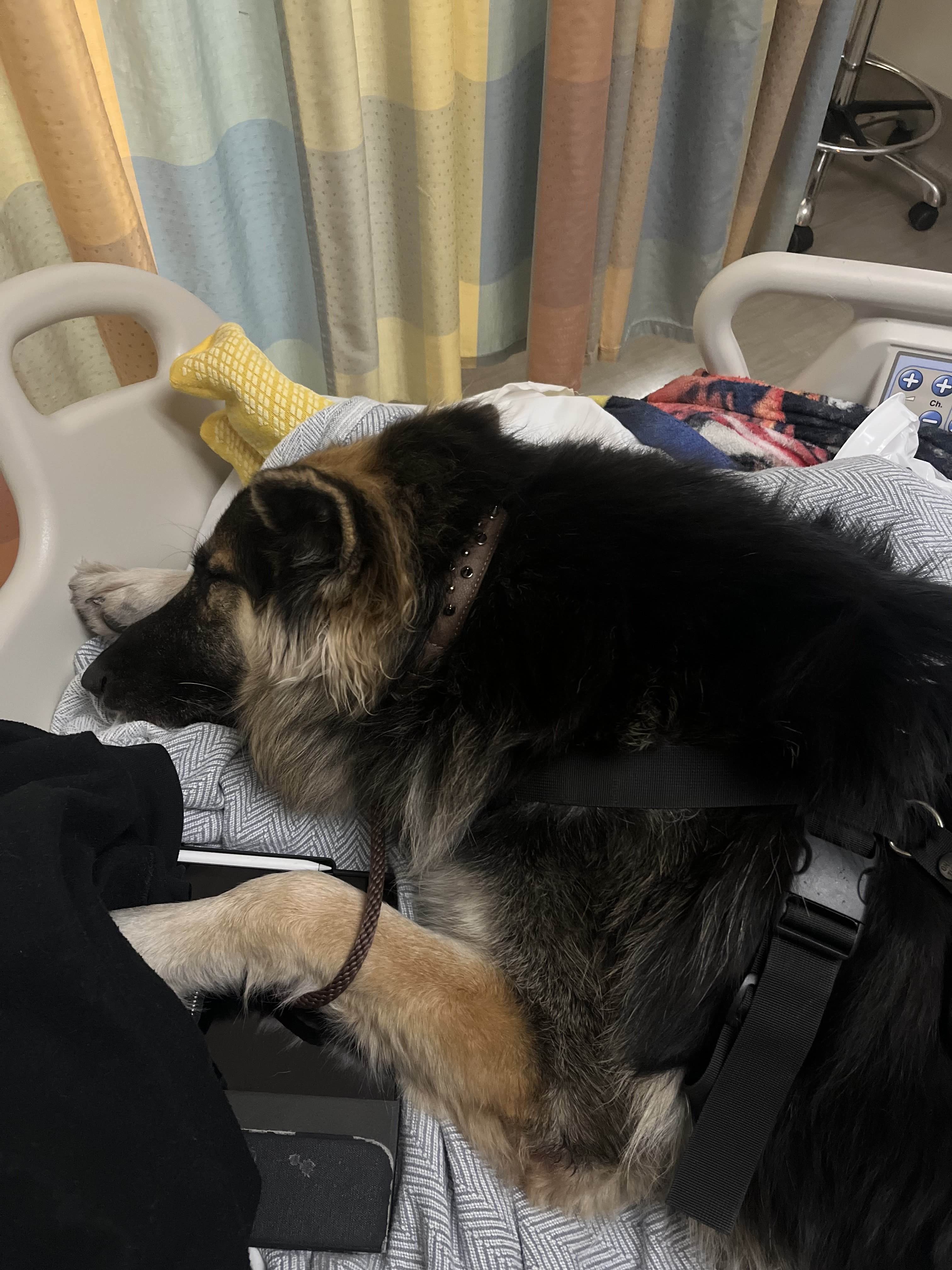 Trained German Shepherd service dog wearing vest lying calmly on hospital bed providing emotional support and assistance to handler during medical care, demonstrating professional service dog behavior and training