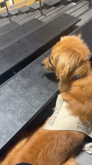 Service dog in Nose For Success vest sitting calmly on bleachers