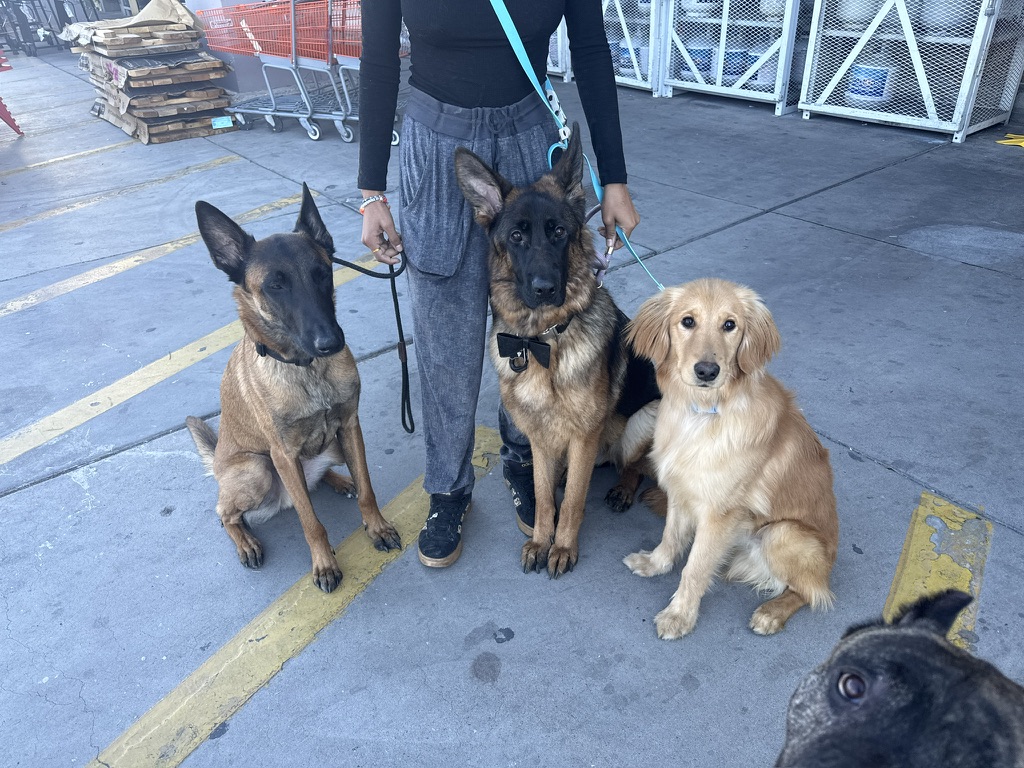 Malinois, German Shepherd, and Golden Retriever in a group sit outside a hardware store